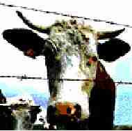 la vache folle